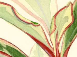 Tricolor Peperomia